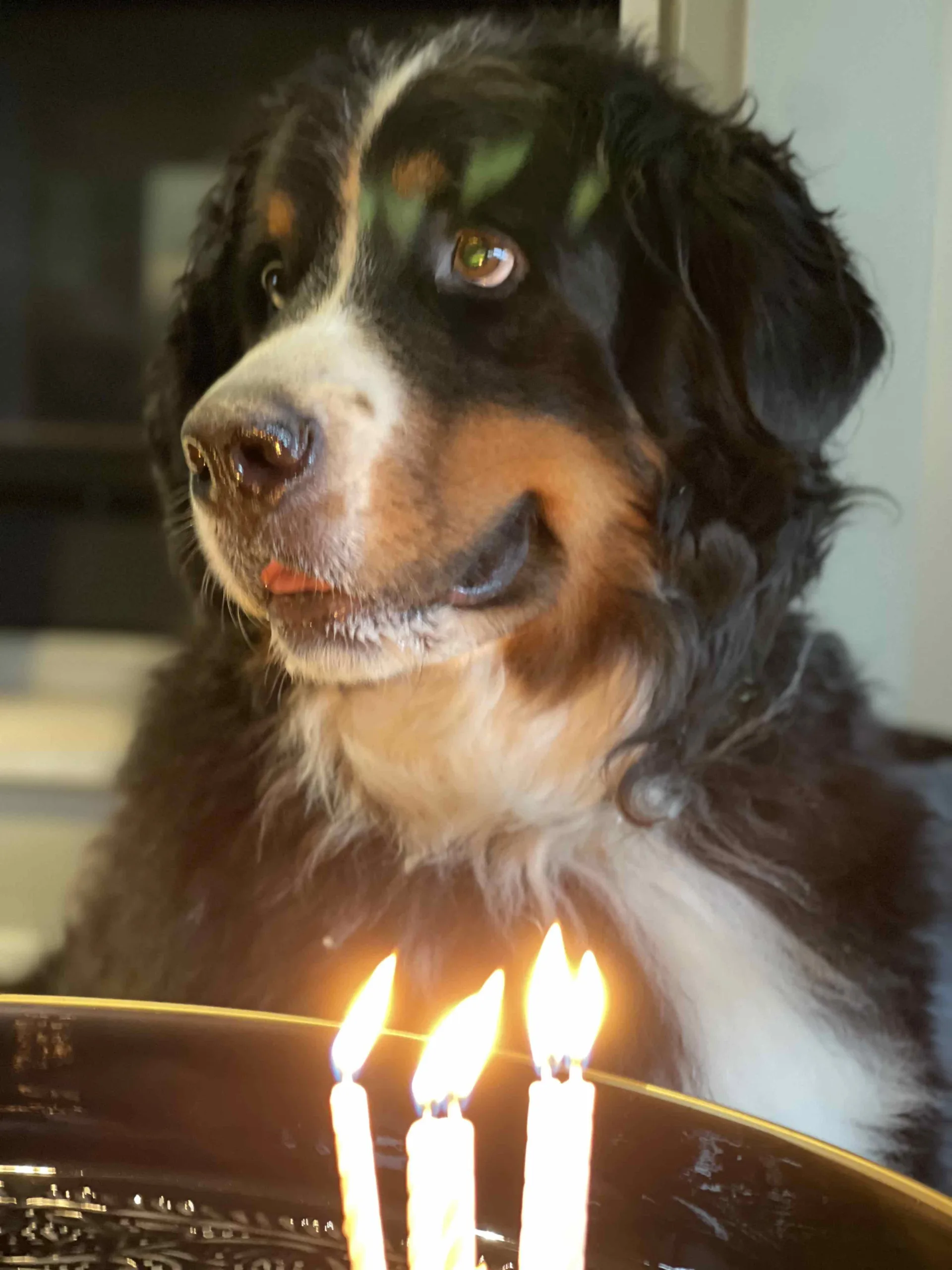 Mon Bouvier Bernois  :  Merci Merlin !