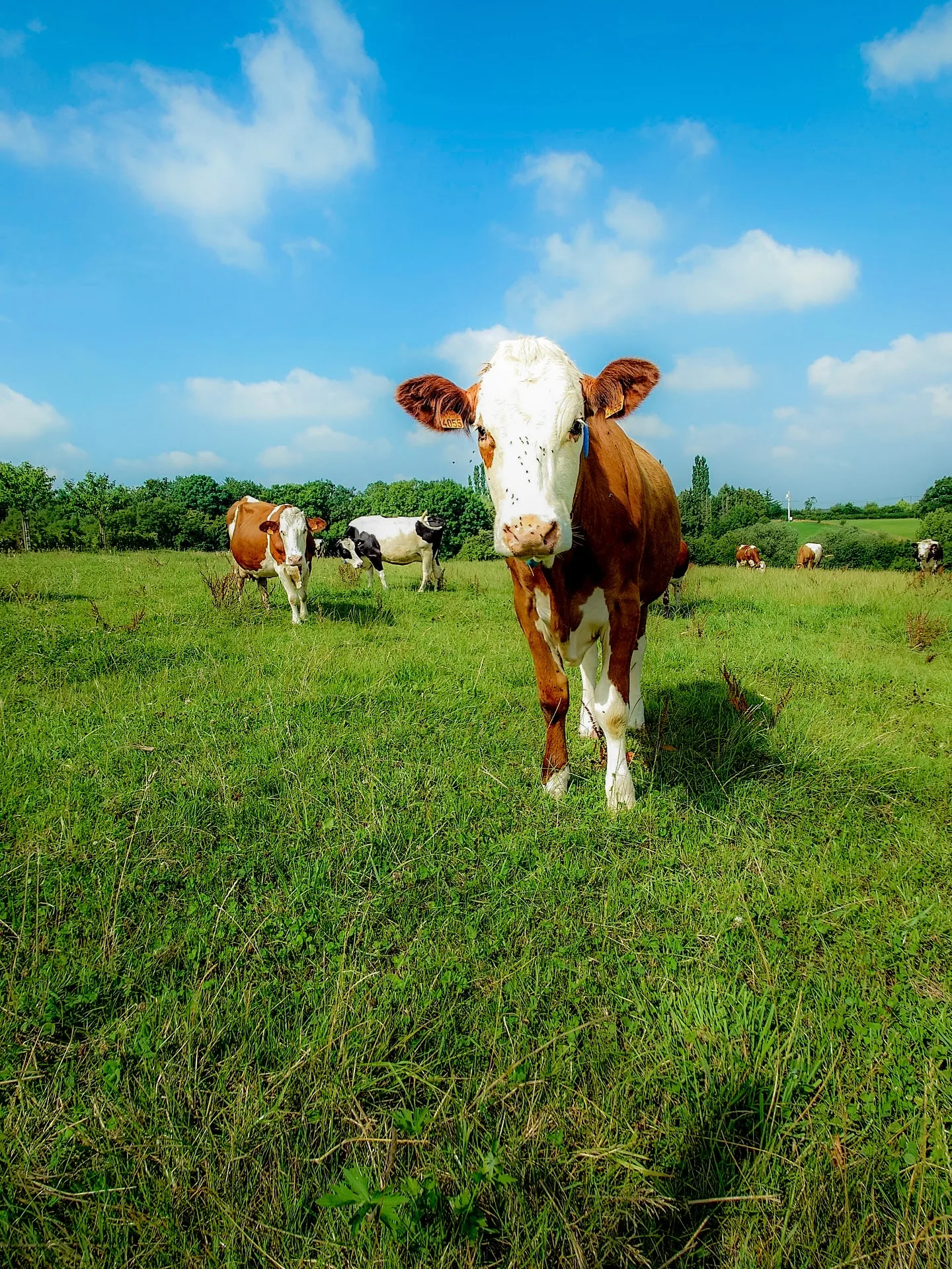 Qui c’est qu’on croise en balade ?-)
#nature #campagne #balade